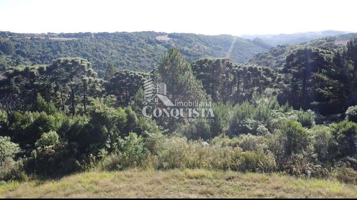 Chácara com 2,7 Hectares a Apenas 500m do Asfalto ? Próxima a Caxias do Sul