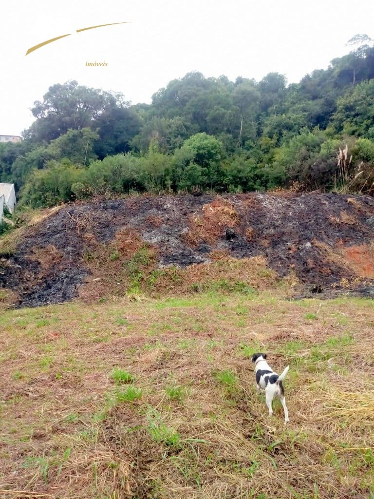 Terreno Vila Maestra