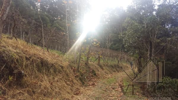 Venda de área de terra em Caxias do Sul, bairro Forqueta