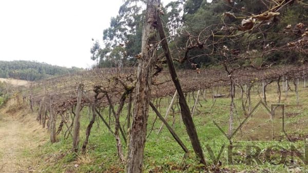 Venda de área de terra em Caxias do Sul, bairro Forqueta